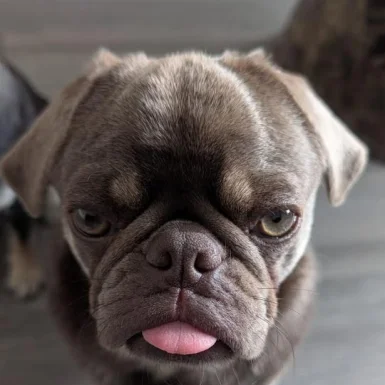 Bleu